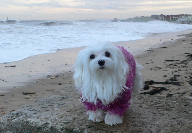 Roker Beach.jpg